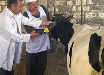 تحصين 683 ألف رأس ماشية ضد الحمى القلاعية والوادي المتصدع في الشرقية