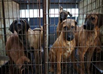  الوزراء يوافق على تعديل قائمة أنواع الكلاب الخطرة من 16 نوعا لـ3 فقط