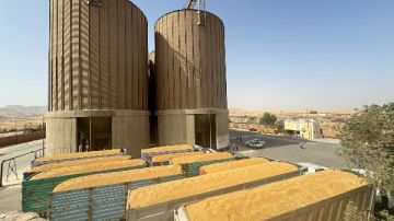 بـ227 ألف طن..قنا تتخطى كميات القمح المستهدف توريدها بـ227 ألف طن..قنا تتخطى كميات القمح المستهدف توريدها