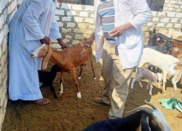 تحصين 40 ألف رأس ماشية ضد الحمى القلاعية والوادى المتصدع في أسوان