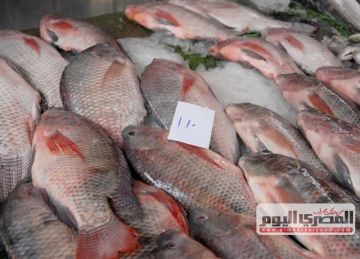 سعر السمك البلطي والكابوريا والجمبري بالأسواق اليوم الجمعة 23 مايو 2025