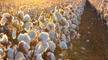الزراعة تنشر نصائح هامة لمزارعي القطن في بداية الموسم