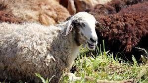 شروط اشتراك أكثر من شخص في الأضحية.. أمين الإفتاء يكشف