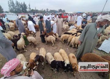 أسعار اللحوم في محلات الجزارة بمطروح اليوم الأحد 11 مايو 2025