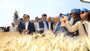 الزراعة: حصاد 3.1 مليون فدان منزرعة بالقمح.. و10 ملايين طن إنتاجية متوقعة الزراعة: حصاد 3.1 مليون فدان منزرعة بالقمح.. و10 ملايين طن إنتاجية متوقعة