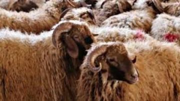 المواصفات الصحيحة لاختيار أضحية العيد .. تفاصيل