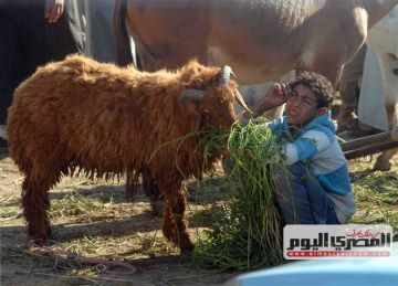 شروط يجب توافرها قبل شراء الأضاحي ( تعرف عليها)