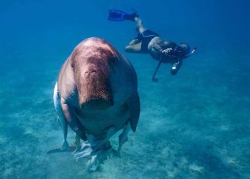 في الاحتفال بيومها العالمي.. مرسى علم الملاذ الأخير لـ عروس البحر المهددة بخطر الانقراض