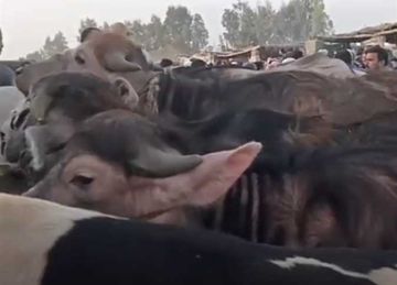 قبل عيد الأضحى 2025.. أسعار العجول والأغنام والماعز في أسواق الشرقية