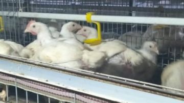 طب بيطري قنا: لا يوجد طيور نافقة بشكل غير طبيعي