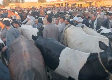 أضاحي العيد 2025.. أسعار العجالي والضأن والماعز في أسواق الشرقية