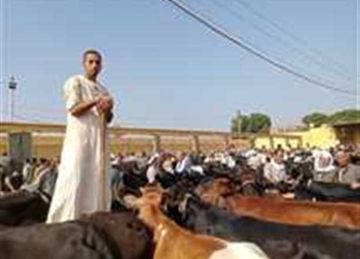 البقري بـ190 جنيها .. أسعار الأضاحي بأسواق المنيا السبت 24 مايو البقري بـ190 جنيها .. أسعار الأضاحي بأسواق المنيا السبت 24 مايو