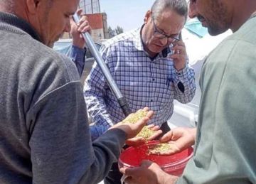 توريد 395 ألف طن قمح لمواقع التخزين في الشرقية