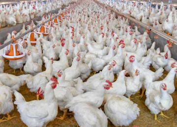 تحرك برلماني عاجل حول شائعات نفوق الدواجن بسبب فيروس