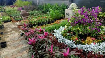 الزراعة تمد فعاليات معرض زهور الربيع حتى نهاية مايو الجاري