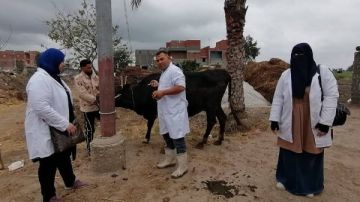تحصين 246 ألفا و995 رأس ماشية ضد الحمى والوادي المتصدع بكفر الشيخ