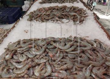 كيلو الجمبري بكام؟ الدمايطة يبتكرون حيلة جديدة لتناول الفسفور بعد ارتفاع الأسعار (تفاصيل)