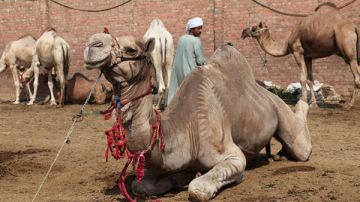 بسبب أحداث السودان .. تاجر بسوق برقاش : أسعار الجمال زادت 30 و40 ألف جنيه