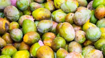 شعبة الخضروات: بشائر المانجو تبدأ في يوليو.. والطرح الكبير مع دخول إنتاج الإسماعيلية شعبة الخضروات: بشائر المانجو تبدأ في يوليو.. والطرح الكبير مع دخول إنتاج الإسماعيلية