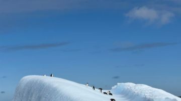 أنتاركتيكا.. آخر معاقل الطبيعة البكر في مواجهة التغير المناخي