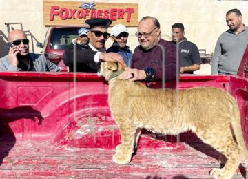 للمرة الثالثة.. ضبط شبل أسد داخل مخيم سفاري بالغردقة في حملة بيئية والنيابة تحقق للمرة الثالثة.. ضبط شبل أسد داخل مخيم سفاري بالغردقة في حملة بيئية والنيابة تحقق