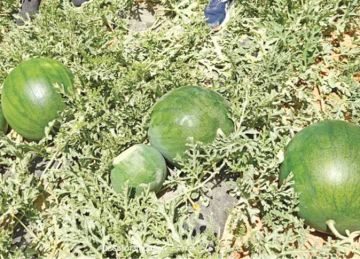 منها الخالي من البذور .. مصر تنجح في إنتاج 7 أصناف من البطيخ الأحمر والأصفر منها الخالي من البذور .. مصر تنجح في إنتاج 7 أصناف من البطيخ الأحمر والأصفر