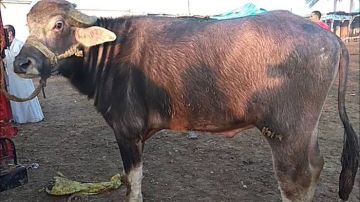 هل تفشت بها الأمراض الوبائية.. حقيقة نفوق الماشية في قنا