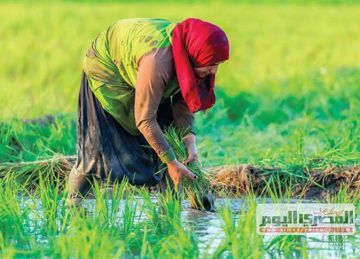 بكام الطن؟.. سعر الأرز اليوم الثلاثاء 20 مايو 2025 في الأسواق وقائمة السلع