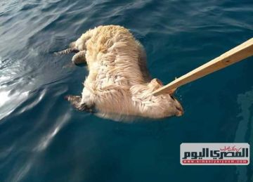 مخاوف بيئية من تغير سلوك القرش بسبب سفن الماشية في البحر الأحمر