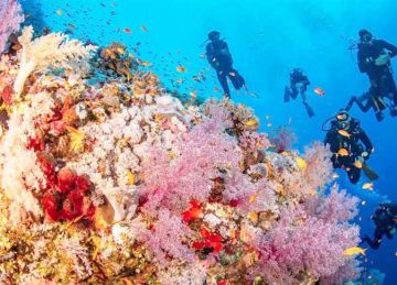 شعاب مرجانية تحت تهديد المخاطر البشرية والطبيعية شعاب مرجانية تحت تهديد المخاطر البشرية والطبيعية