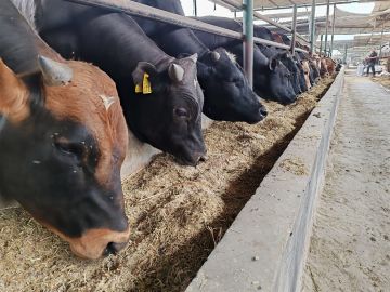 الفلاحين: أسعار الأضاحي أقل من مثيلاتها العام الماضي الفلاحين: أسعار الأضاحي أقل من مثيلاتها العام الماضي