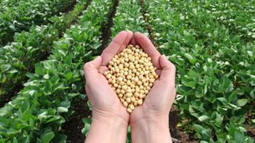 برلماني: مشروعات مستقبل مصر تسهم في تحقيق الاكتفاء الزراعي