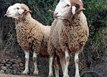 قبل عيد الأضحى 2025.. أسعار الأضاحي بوزارة الزراعة وأماكن الحجز (تعرف عليها)