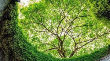 أوراق الأشجار تسبق البشر في التنبؤ بثوران البراكين