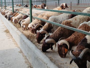 بشرى سارة.. انخفاض أسعار الأضاحي خلال الأيام المقبلة لهذا السبب بشرى سارة.. انخفاض أسعار الأضاحي خلال الأيام المقبلة لهذا السبب