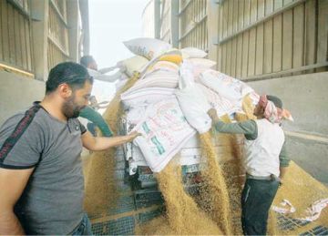 التموين: توريد 47 ألف طن قمح محلي في بني سويف منذ بدء الموسم التموين: توريد 47 ألف طن قمح محلي في بني سويف منذ بدء الموسم