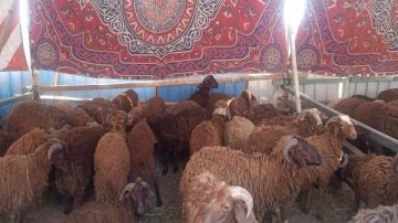 التموين: توفير الخراف المجمدة واللحوم والدواجن قبل عيد الأضحي