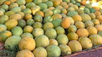 حقيقة تصدير مانجو بـ113 مليون دولار واستيراد عصير بـ 234 مليون دولار