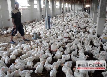 عن نفوق 30٪ من الدواجن بسبب موجة حر.. الغرف التجارية تحذر: توجيه مباشر للسوق عن نفوق 30٪ من الدواجن بسبب موجة حر.. الغرف التجارية تحذر: توجيه مباشر للسوق