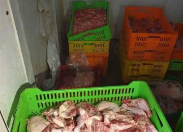 ضبط 2 طن لحوم ودواجن مجهولة المصدر وغير صالحة للاستهلاك الآدمي بالشرقية ضبط 2 طن لحوم ودواجن مجهولة المصدر وغير صالحة للاستهلاك الآدمي بالشرقية