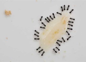 بـ 3 مكونات.. خلطة سحرية للتخلص من النمل بسهولة في الصيف بـ 3 مكونات.. خلطة سحرية للتخلص من النمل بسهولة في الصيف