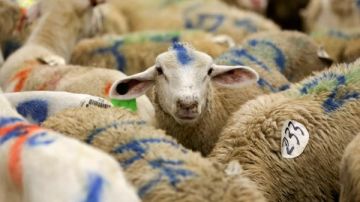 نقيب الفلاحين يزف بشرى سارة للمواطنين بشأن أسعار اللحوم والأضاحي