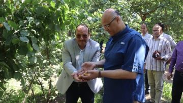 مدير زراعة القليوبية: 338 فدان مشمش بالعمار ولدينا أشجار عمرها 80 عاما
