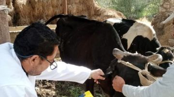 تحصين 745 ألف رأس ماشية ضد الحمى القلاعية والوادي المتصدع بالشرقية