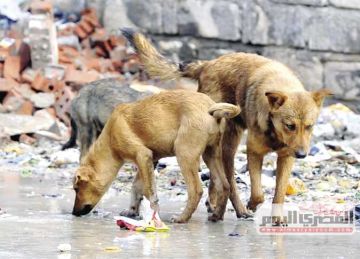 بيطري دمياط : مستعدون لتطبيق قرارات حيازة الحيوانات الخطرة.. والتنفيذ خلال أيام بيطري دمياط : مستعدون لتطبيق قرارات حيازة الحيوانات الخطرة.. والتنفيذ خلال أيام