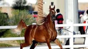 للحفاظ على السلالات النادرة.. مشروع قومي لتطوير محطة الزهراء للخيول