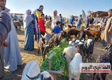 بكام كيلو اللحم القائم؟.. تعرف على الأسعار داخل سوق المواشي قبل عيد الأضحى بكام كيلو اللحم القائم؟.. تعرف على الأسعار داخل سوق المواشي قبل عيد الأضحى