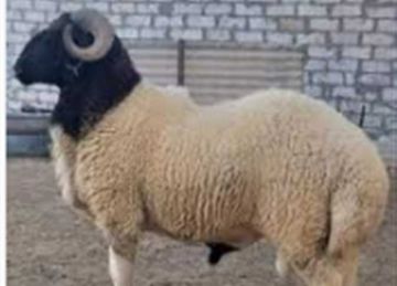 أماكن منافذ وزارة الزراعة لحجز الأضاحي 2025 بالمحافظات