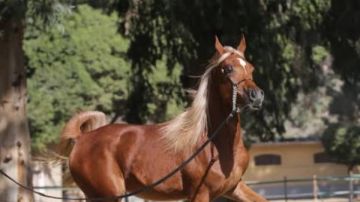 تطوير محطة الزهراء للخيول.. الزراعة: عودة اسم المحطة للبطولات الدولية مع نهاية العام.. والقرش: تميز نسبي للخيول العربية النادرة المتواجدة داخل مصر