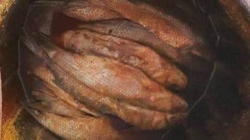 ضبط 157 كيلو أسماك مملحة ومدخنة مجهولة المصدر بكفر الشيخ ضبط 157 كيلو أسماك مملحة ومدخنة مجهولة المصدر بكفر الشيخ